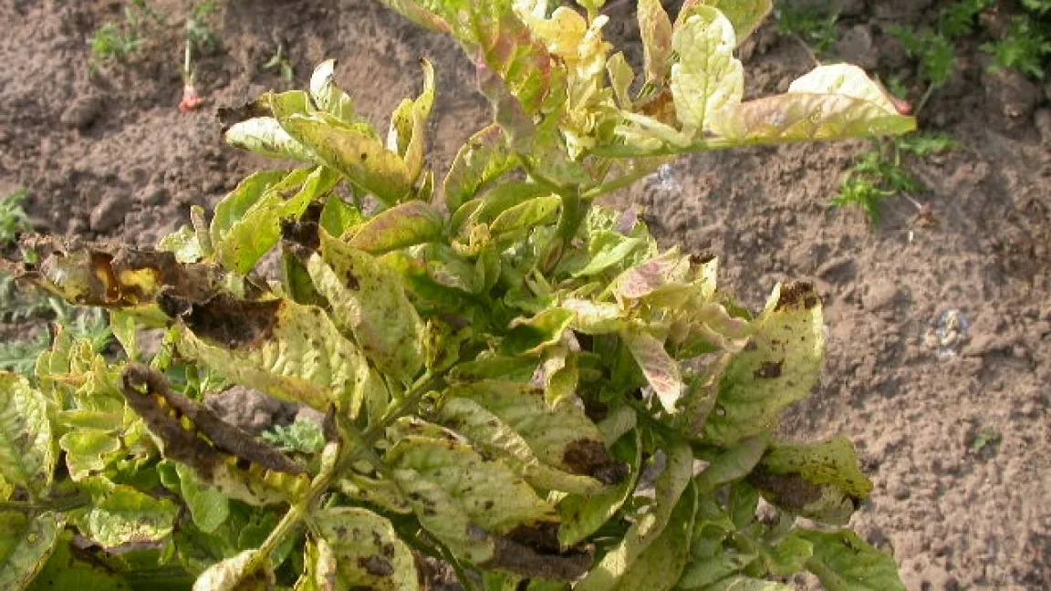 Infizierte Kartoffelpflanze. Foto: Joe Munyaneza