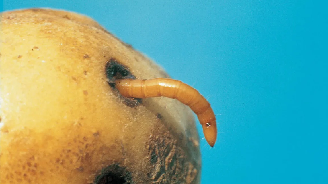 Von Drahtwürmern befallene Speisekartoffeln sind wertlos. Foto: Bayer CropScience
