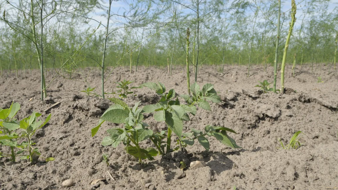 Kartoffeldurchwuchs ist in den Spargelanlagen unerwünscht. Foto: Friederike Krick