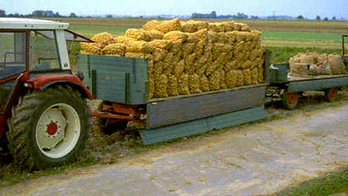 Kartoffelernte.
Quelle: BASF Agroslide