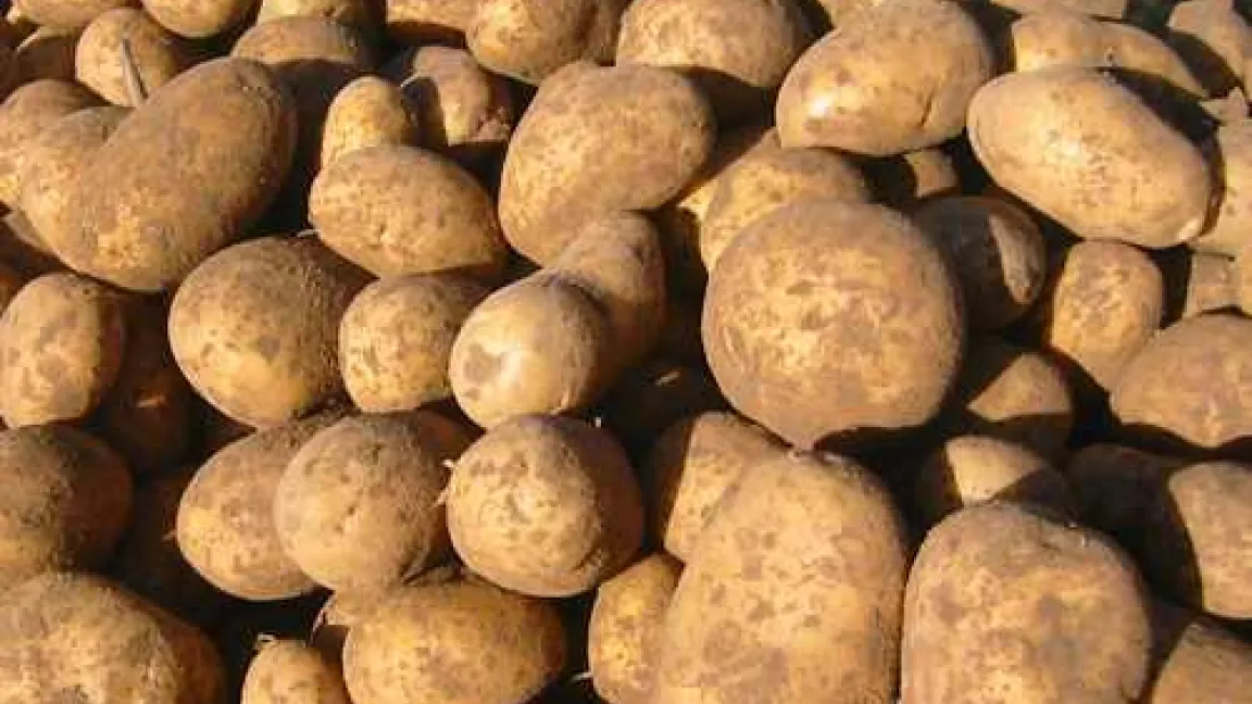 Werden nur kleine Kartoffeln geerntet, dann gibt es auch nur kurze Pommes Frites. 
Quelle: Matthias Wiedenau