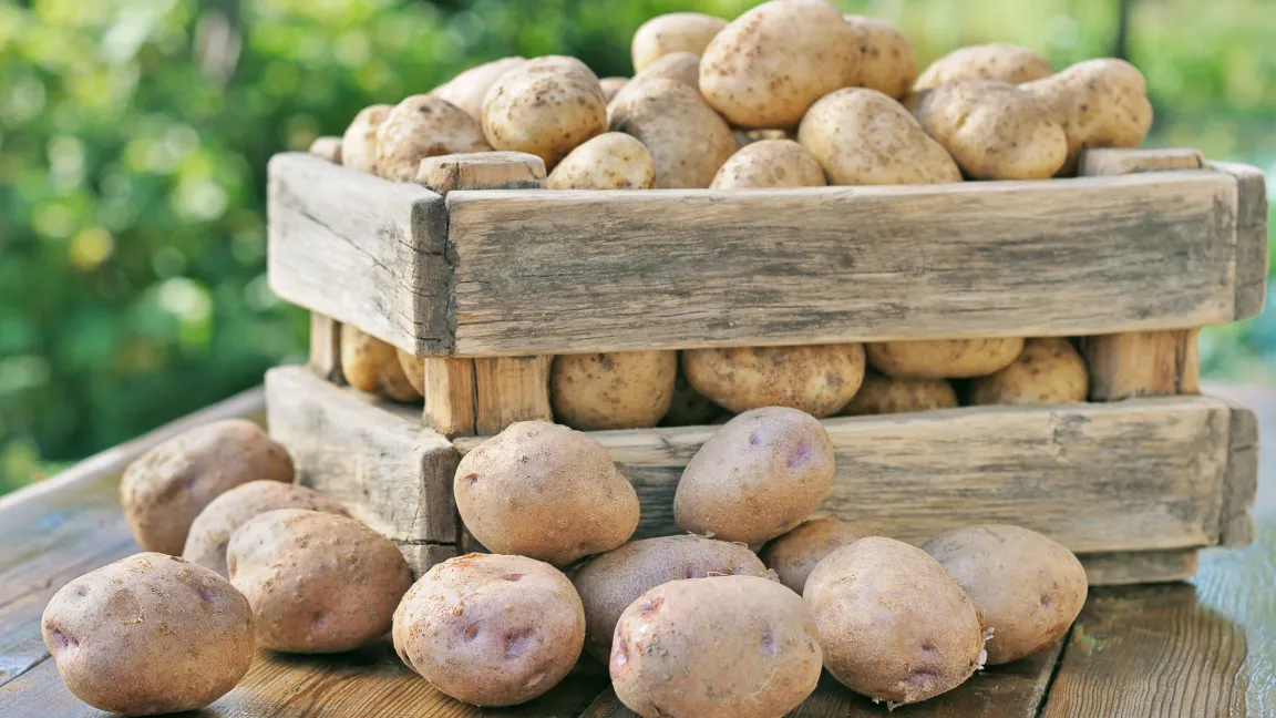 Wer leckere, gesunde Kartoffeln aus dem eigenen Garten ernten möchte, muss für gute Wachstumsbedingungen sorgen und sie vor Krankheiten schützen. Foto: fotolia
