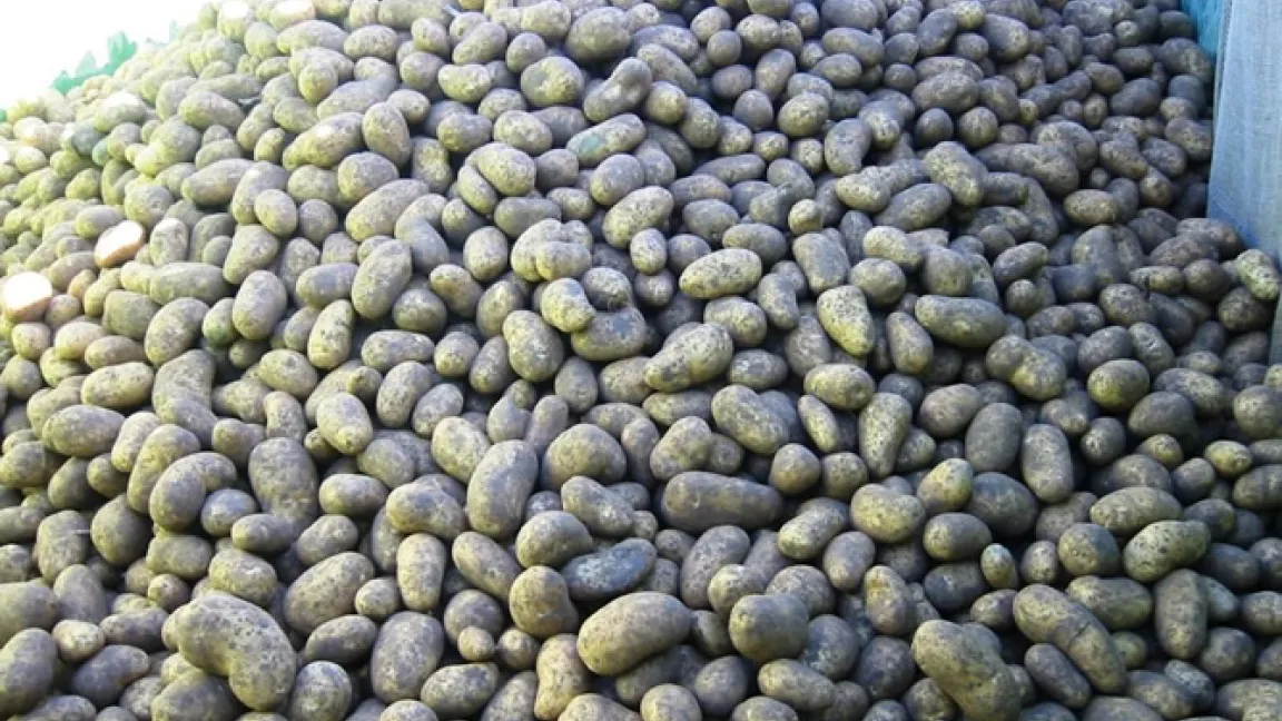 Die neu entwickelte Kartoffelsorte bildet eine Stärke, die vollständig aus Amylopektin besteht und somit ideal für die Herstellung von Papier, Textilien oder Klebstoff ist. Bei den bisherigen Sorten musste zunächst Amylose, die zweite Stärke, entfernt werden.
	Quelle: Matthias Wiedenau