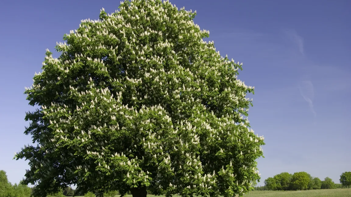 Ein heimischer Vertreter: die Kastanie. Foto: fotolia