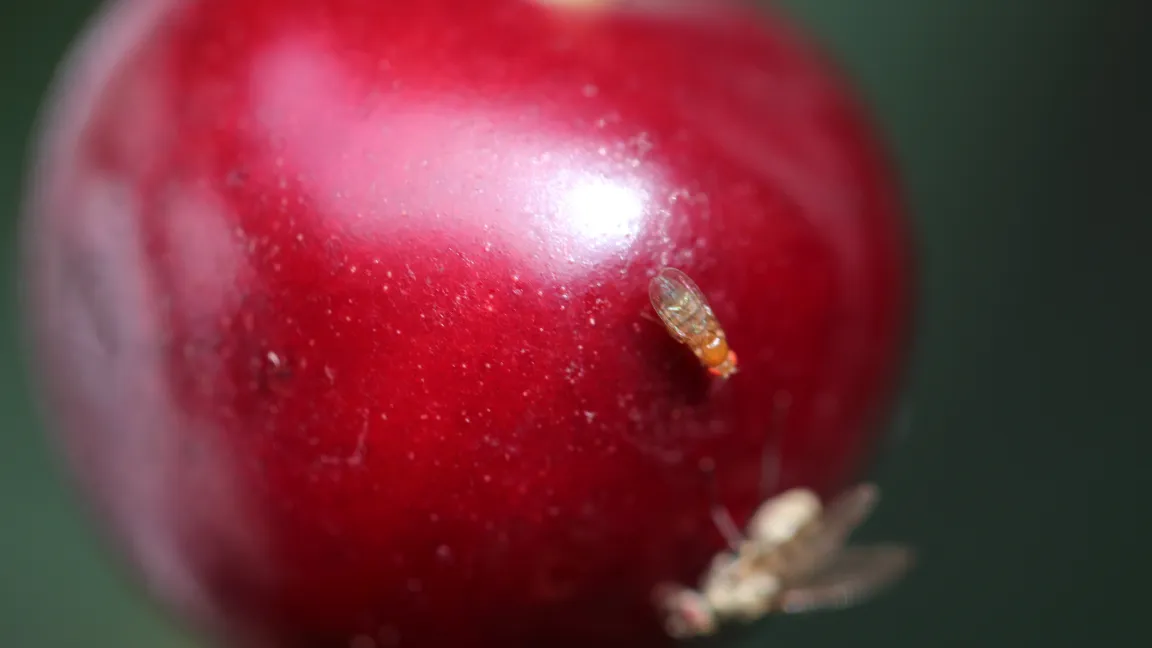 Der Befall durch Kirschessigfliegen z.B. an Süßkirschen ...... 
Foto: Obstbauseite Mainfranken