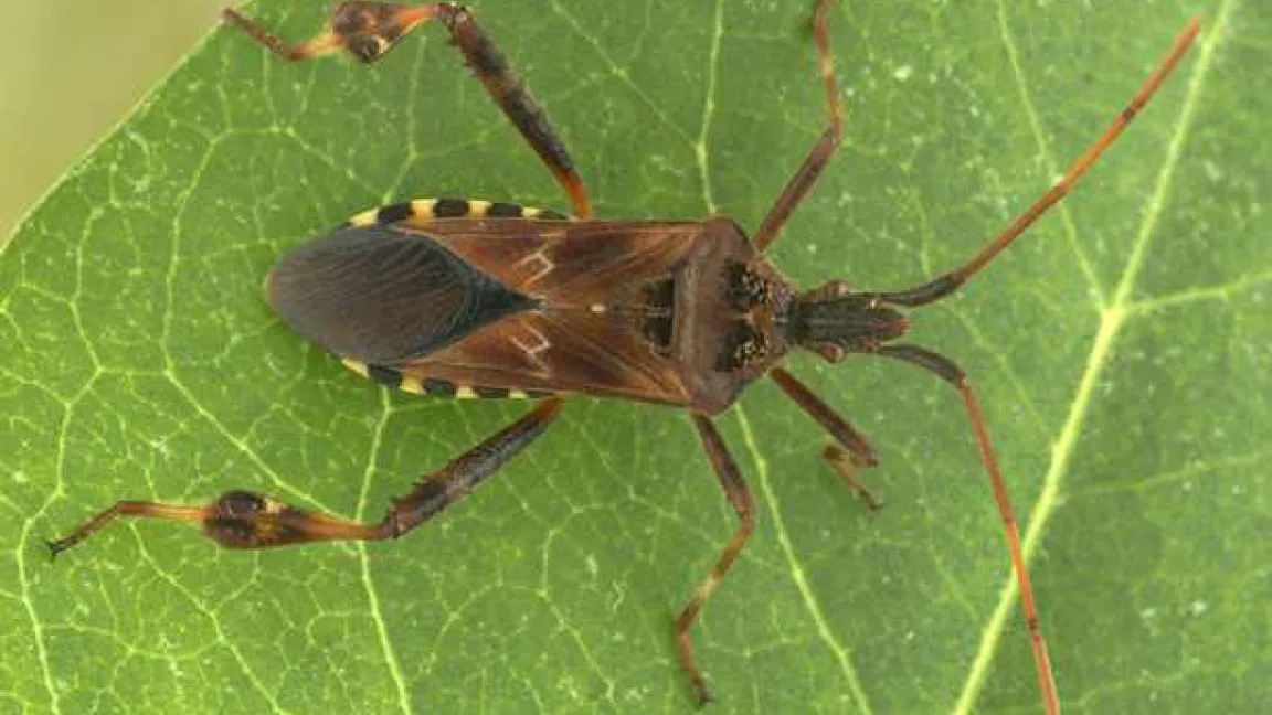 Die zu den Rand- oder Lederwanzen (Coreidae) gehörende Amerikanische Kiefernwanze (Leptoglossus occidentalis) tritt insbesondere als Lästling auf, wenn die Tiere im Herbst - auf der Suche nach einem Überwinterungsquartier - in größerer Zahl auch in Häuser und Wohnungen eindringen.
Quelle: Peter Buchner