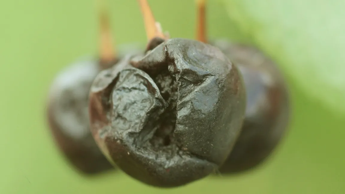 ....... hat verheerende Auswirkungen. Foto: Christoph Hoyer