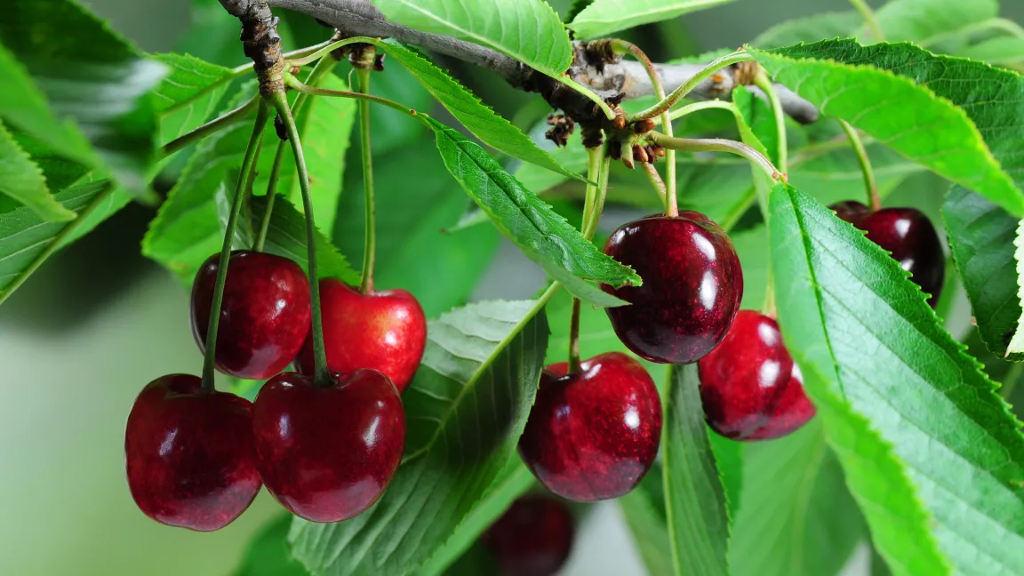Nicht immer gibt es solch leckere Kirschen von gesunden Kirschbäumen.
Foto: Fotolia