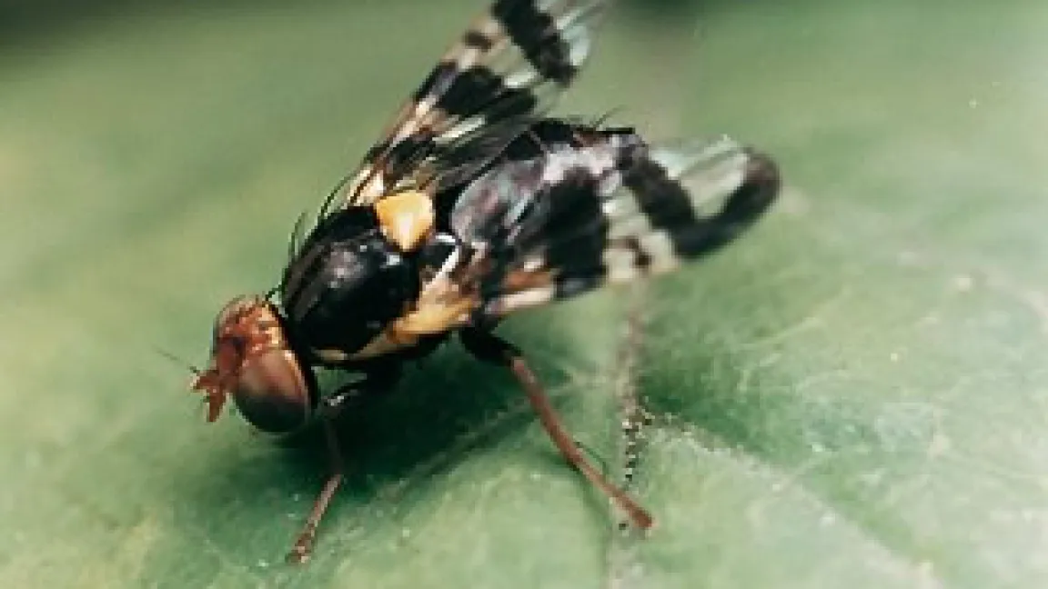 Kirschfruchtfliege legt mit ihrem Legestachel ein Ei in eine Kirsche.
Quelle: Bayer CropScience