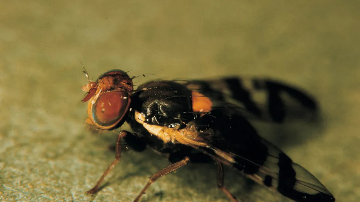 Die nur 5mm große  Kirschfruchtfliege beginnt jetzt mit der Eiablage. Foto: Bayer CropScience