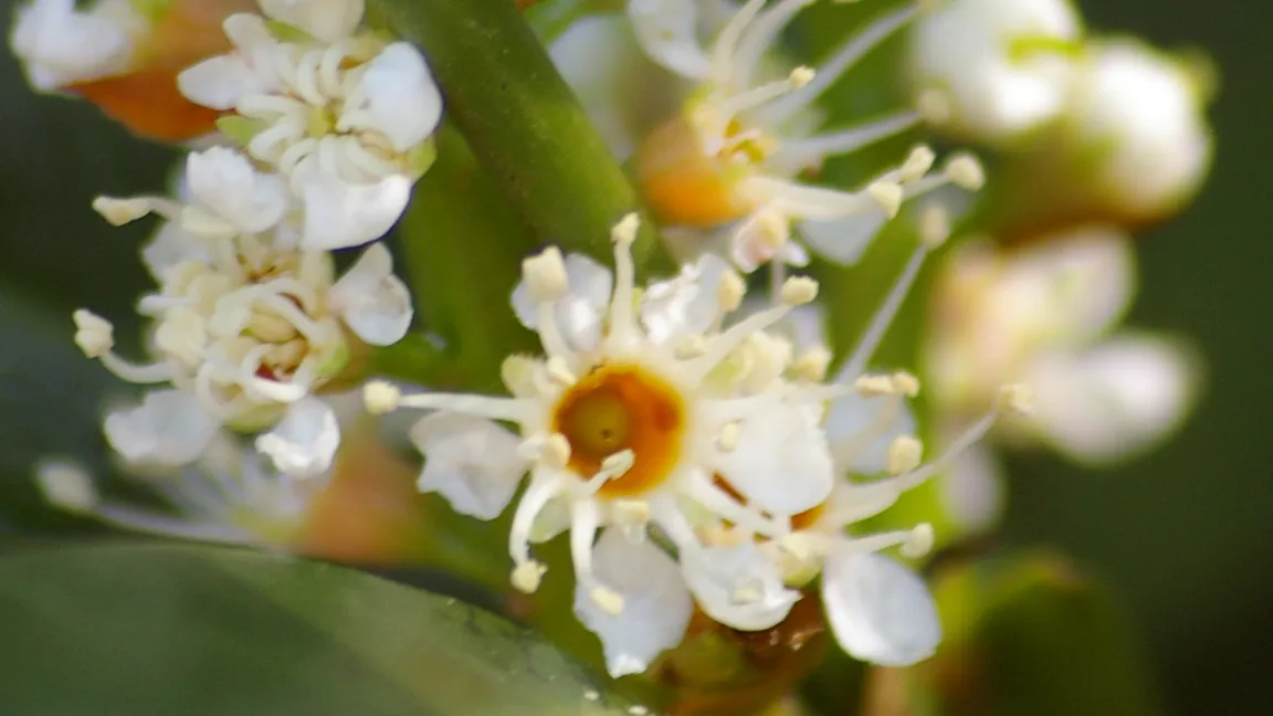 Der Kirschlorbeer. Kandidat aus der Kategorie "Gehölz". Foto: Helge Masch/Botanischer Sondergarten Wandsbek, Hamburg 