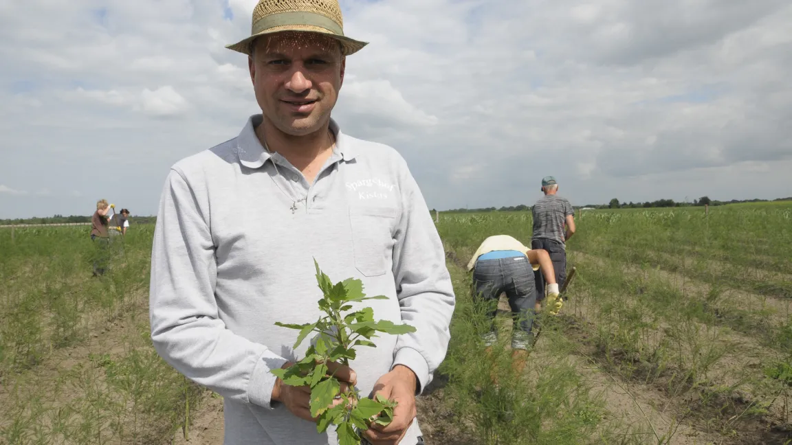 Nach der Ernte stehen Pflanzenschutzmaßnahmen auf dem Programm. Wenn der Spargel schon ins Kraut geschossen ist, rücken Stefan Kisters und seine Mitarbeiter dem Unkraut auch mit der Hacke zu Leibe. Foto: Friederike Krick