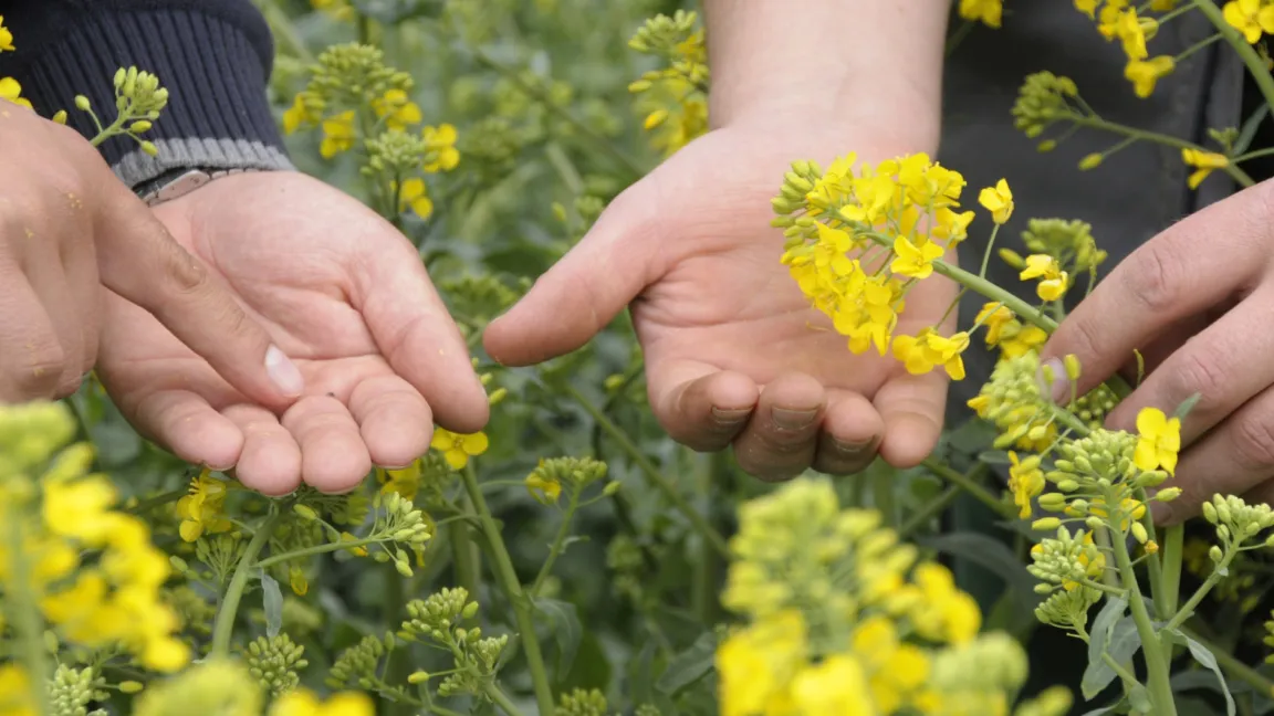 Eine weitere Möglichkeit ist die Ermittlung der Anzahl der Käfer durch eine Klopf- oder Schüttelprobe. Foto: agrar-press