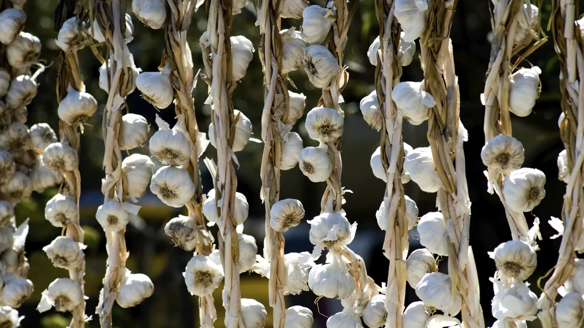 Um den Bedarf an Knoblauch zu decken, wird er größtenteils importiert. Foto: istockphoto