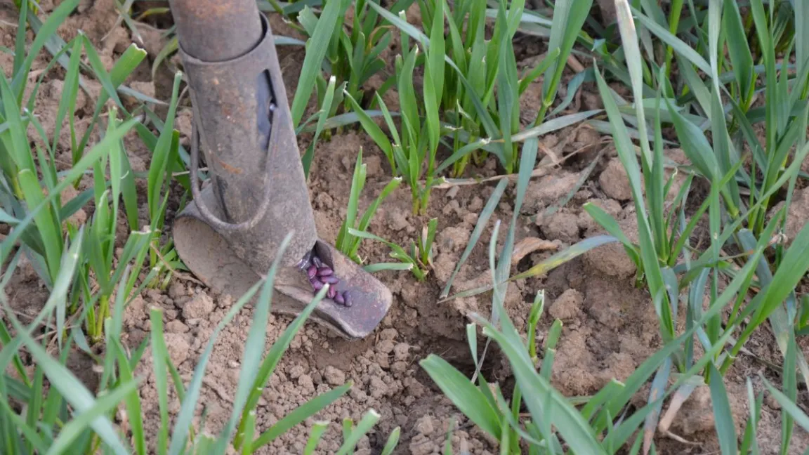 Die violetten Köder müssen mit einer sogenannten Legeflinte verdeckt in die Eingänge zu den Bauten abgelegt werden. Foto: Matthias Wiedenau
