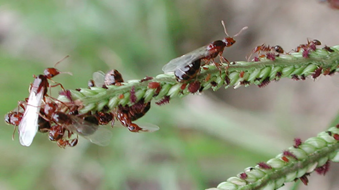 Königin der Feuerameisen.
Quelle: Wikipedia