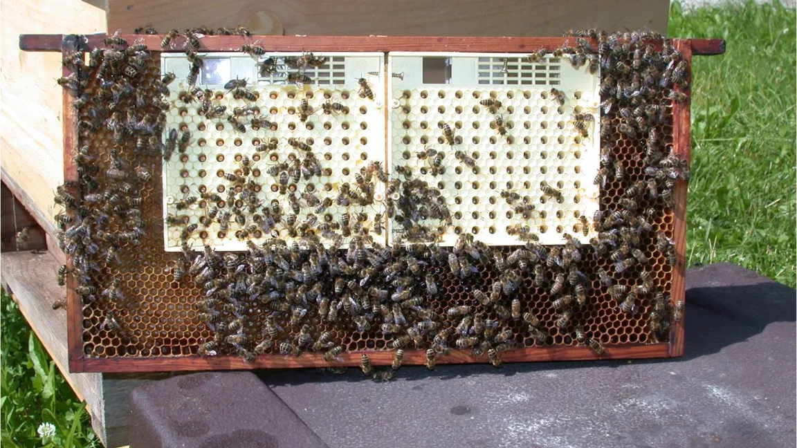 Das ist neu: die Königin legt ihre Eier direkt in die Eibehälter der künstlichen Wabe. Darin können die Larven stressfrei transportiert werden. Foto: Hendriksma