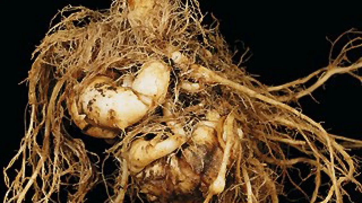 Kohlhernie - eine gefährliche pilzliche Erkrankung im Kohlanbau
Quelle: Bayer CropScience