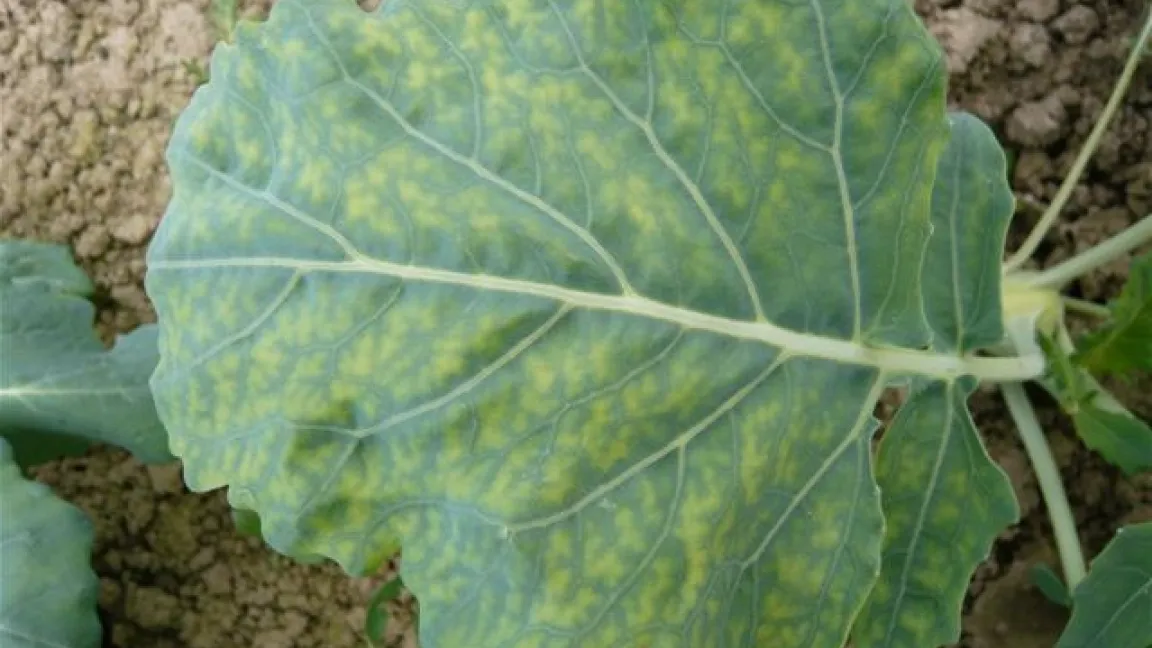Bei Schwefelmangel hellen die Blätter wie hier bei Kohlrabi auf. Foto: Gemüsebauberater.de