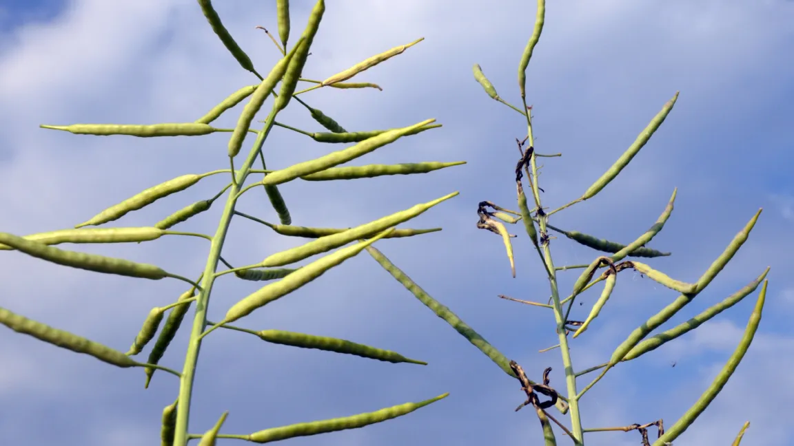 Larven der Kohlschotenmücke haben die Schoten stark geschädigt (rechts). Foto: agrar-press
