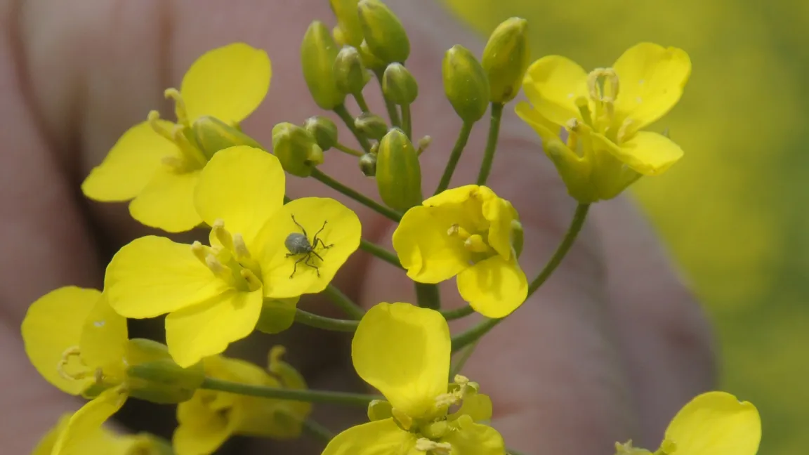 Der Kohlschotenrüssler richtet nur einen kleinen Schaden an, er ist aber Wegbereiter für die Kohlschotenmücke. Foto: agrar-press
