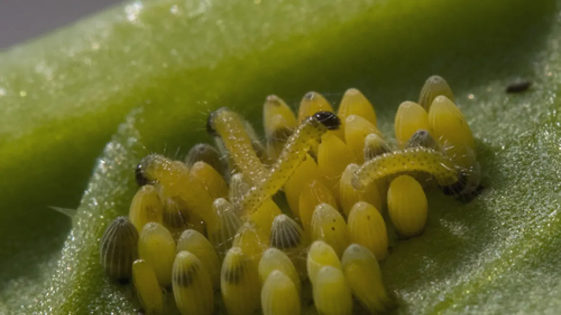 So schlüpfen aus dem Eigelege eines Kleinen Kohlweißlings die Räupchen, die sich mehrfach häuten und immer grüner werden. Foto: IVA