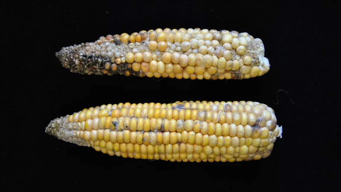 Kolbenfäule, befallene Körner. Foto: Christian-Albrechts-Universität Kiel, Institut für Phytopathologie