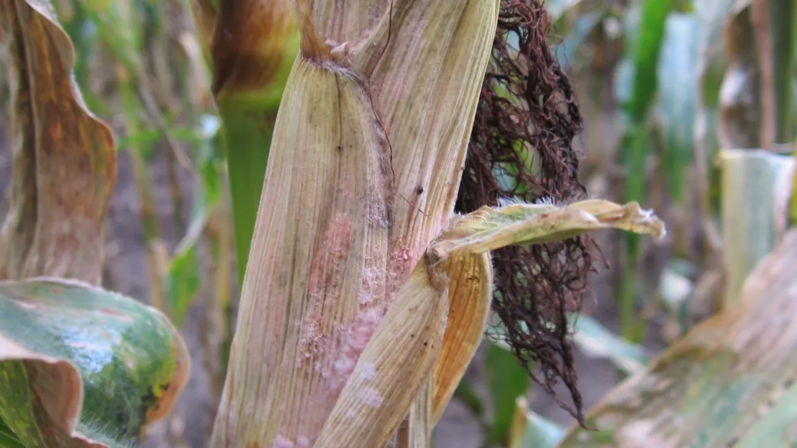 Kolbenfäule, rosa-scheinendes Myzel. Foto: Christian-Albrechts-Universität Kiel, Institut für Phytopathologie