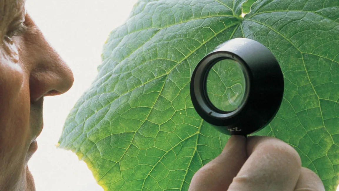 Die Wirksamkeit von Pflanzenschutzmitteln kann sich unter anderen Klimabedingungen verändern. Foto: Bayer CropScience