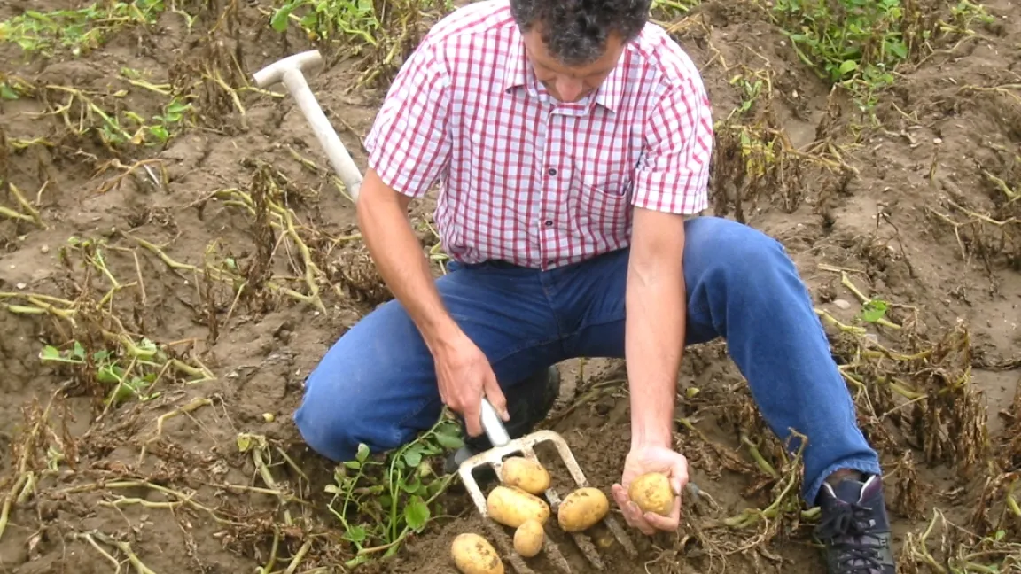 Landwirte überprüfen regelmäßig die Kartoffelqualität. Dann lässt sich der richtige Erntezeitpunkt bestimmen. Foto: Matthias Wiedenau