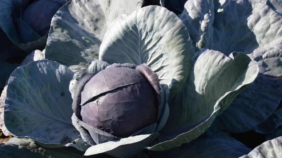 Rotkohl zählt zu den beliebtesten Wintergemüsearten in Deutschland. Foto: Matthias Wiedenau