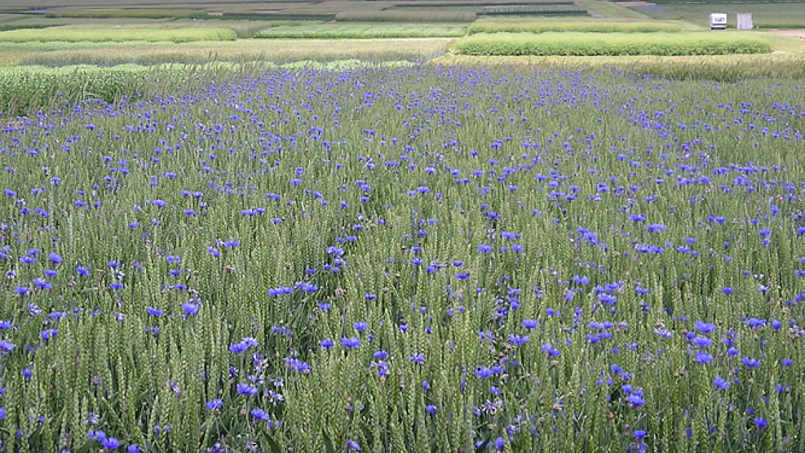Kornblume im Weizen.
Quelle: Schwarz