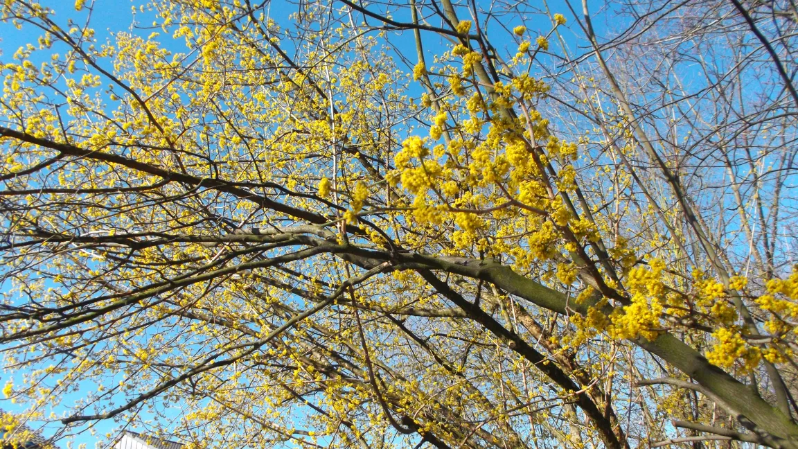 Die Kornelkirsche blüht schon im zeitigen Frühjahr. Foto: Niehörster
