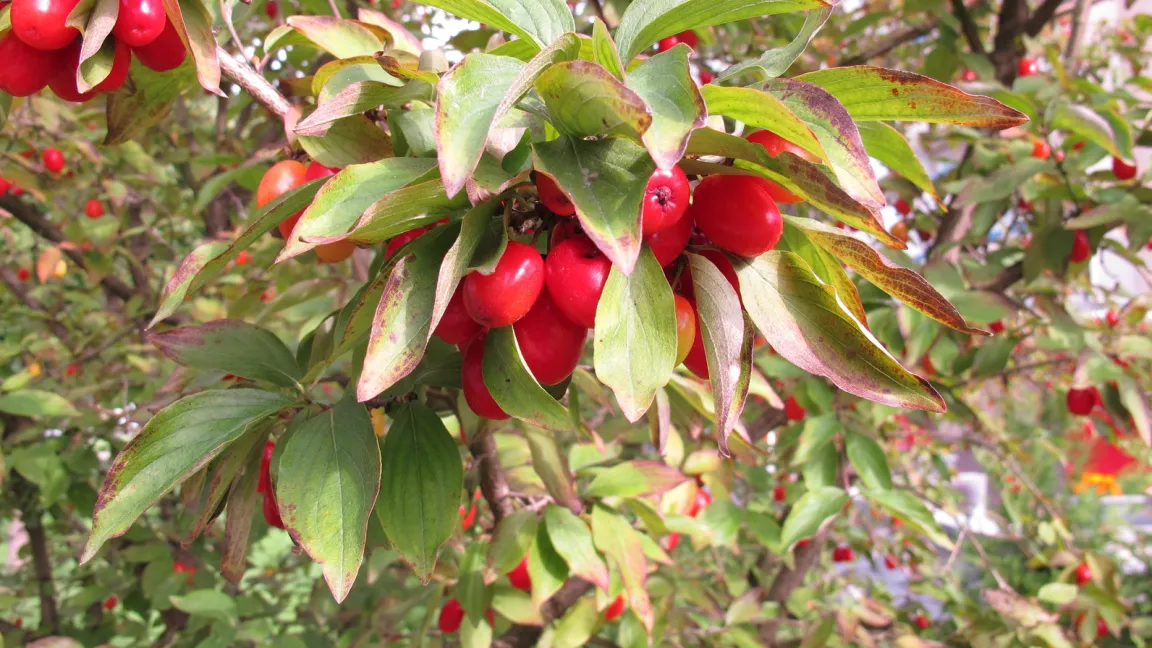 Obwohl sie Kornelkirschen heißen, gehören sie nicht, wie z.B. die Süßkirsche zur Familie der Rosengewächse, sondern zu den Hartriegelgewächsen. Foto: fotolia