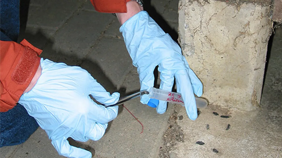 Kotproben werden entnommen, anhand derer festgestellt werden kann, ob Ratten gegenüber Antikoagulantien (Blutgerinnungshemmer) resistent sind.
Quelle: Dr. Hans-Joachim Pelz, BBA