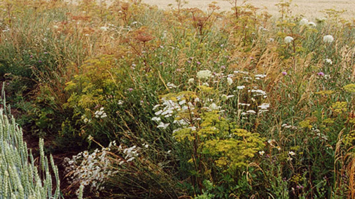 Krautstreifen in der Agrarlandschaft bieten vielen Pflanzenarten Lebensraum
	Quelle: FNL