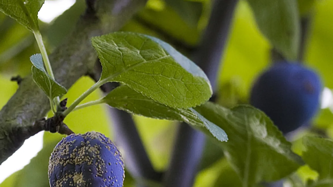 Kreisförmig angeordnete Sporenpolster der Monilia-Fruchtfäule. An der Pflaume sind schon erste Anzeichen des Schrumpelns zu erkennen.
Quelle: R. Gutsch
