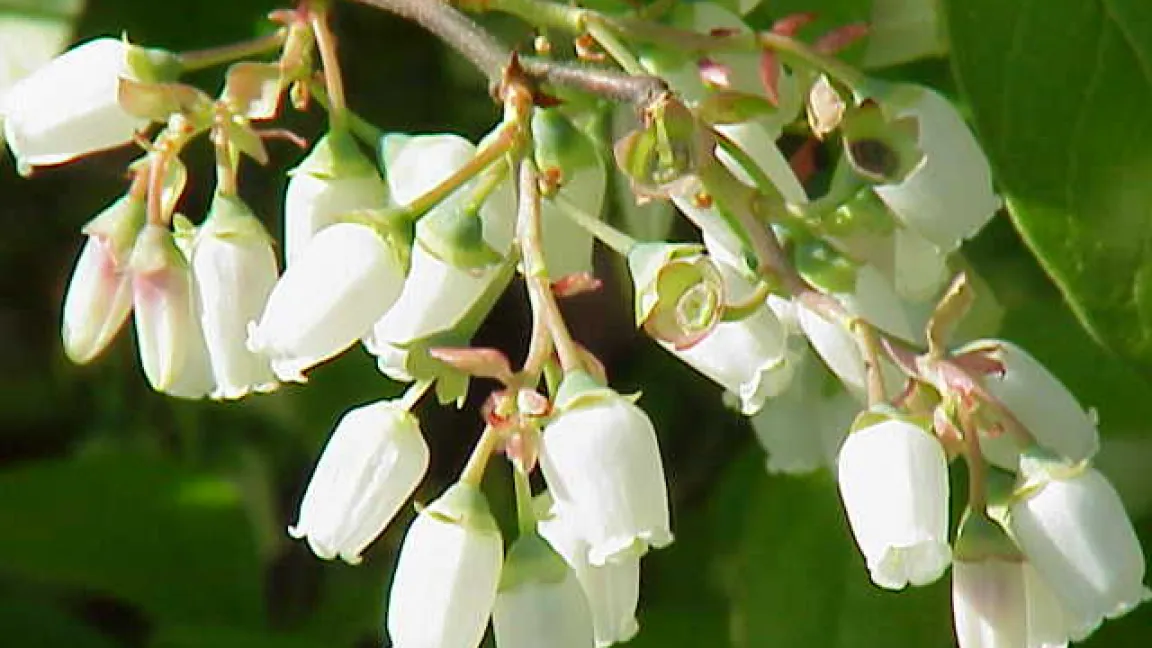Typisch sind die krugförmigen Blüten der Kulturheidelbeeren. Foto: Wikipedia/Karl Stüber