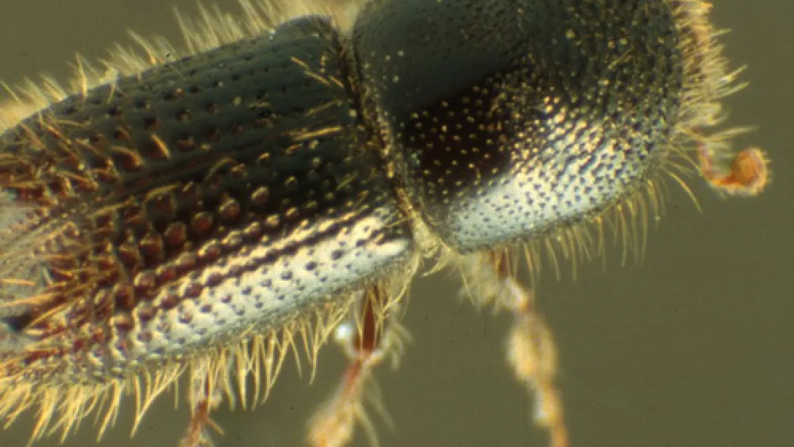 Krummzähniger Tannenborkenkäfer.
	Quelle: BBA