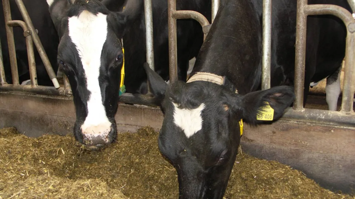 In der Ernährung von Rindern, Schweinen und Geflügel sind Sojaprodukte wertvolle Bestandteile. Foto: Matthias Wiedenau