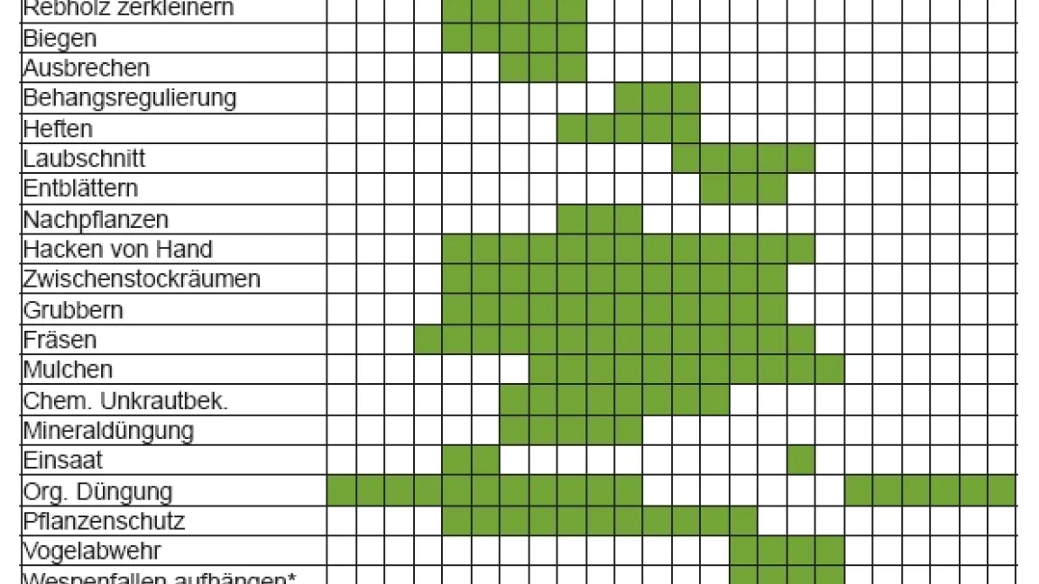 Tafeltrauben-Anbauer beschäftigen sich ganzjährig mit ihrer Kultur. Quelle: Forschungsanstalt Geisenheim