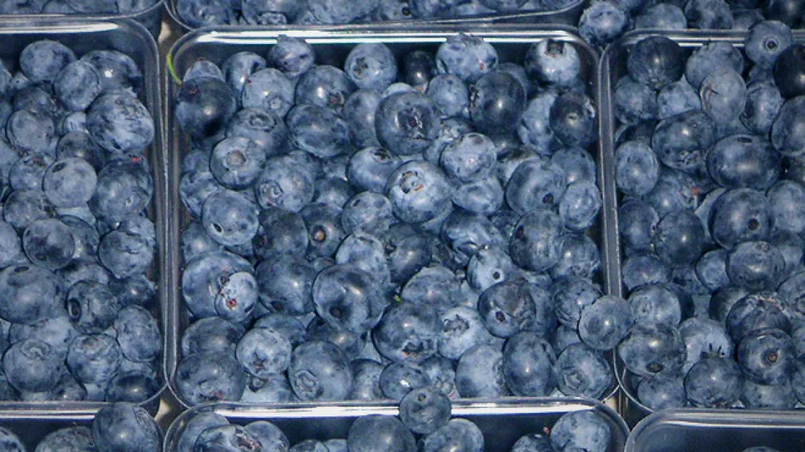 Kulturheidelbeeren in Verkaufsschalen. Foto: Wikipedia/Knulclunk