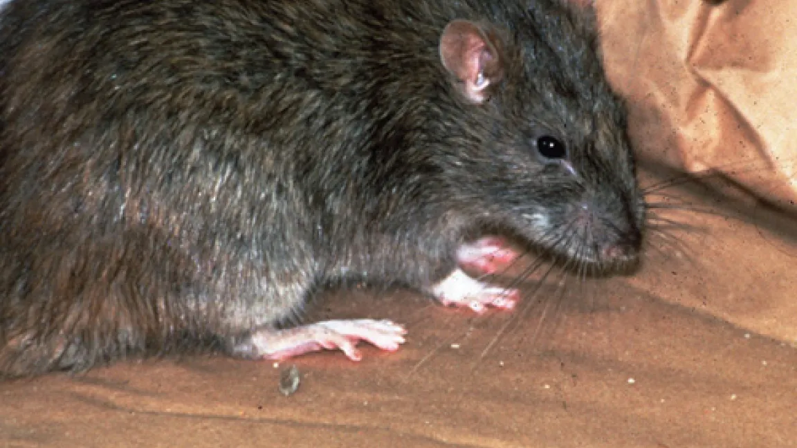 "Kurz vor dem Ziel: Wanderratte im Getreidelager."
Quelle: Dr. Hans-Joachim Pelz, BBA