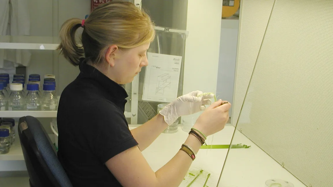 Die Pflanzenzücher erforschen das Genom der Pflanzen im Labor. Foto: Angelika Sontheimer