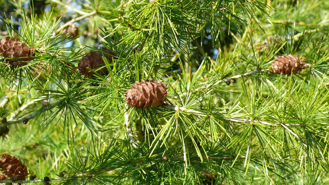 Die Europäische Lärche ist nach neuesten Untersuchungen die Baumart mit dem höchsten Luftverbesserungs-Potenzial. Foto: Heike Hering/Pixelio