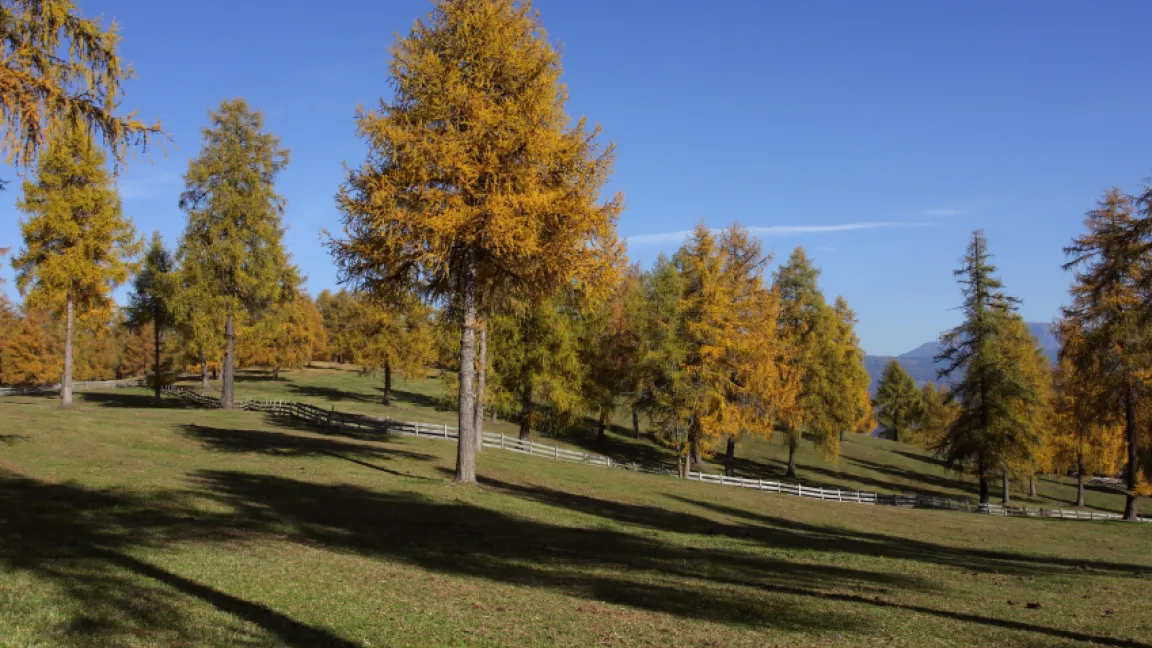 Die eher anspruchslose Lärche kann auch in großen Höhen (hier Südtirol) existieren. Foto: iStock