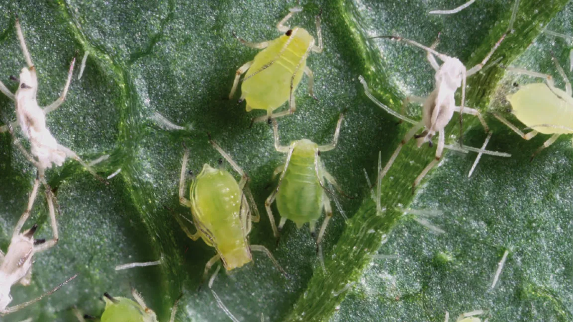 Neben Läusen muss die Eiweißpflanze besonders auch vor Unkrautkonkurrenz geschützt werden. Foto: Bayer CropScience