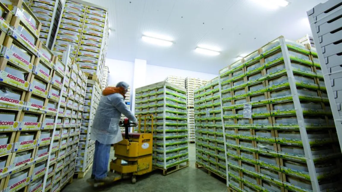 Gekühlt halten sich Tafeltrauen deutlich länger. Foto: Bayer CropScience