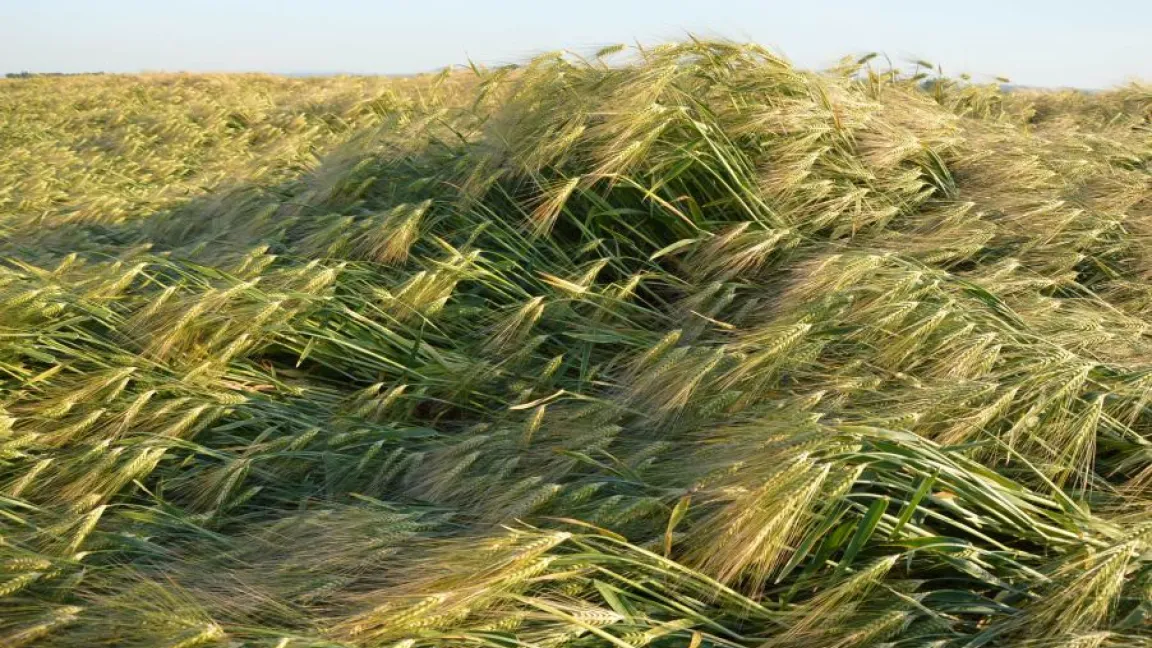 Das Lagergetreiderisiko steigt bei zu hoher Stickstoffdüngung. Foto: Matthias Wiedenau