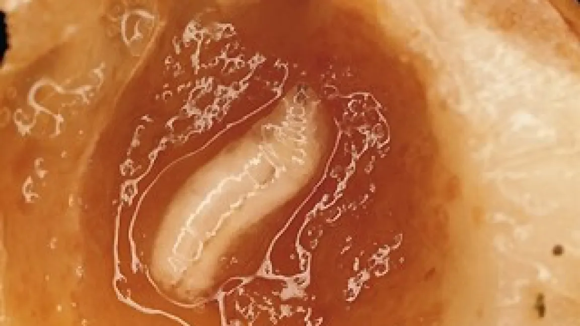 Larve der Kirschfruchtfliege in einer Frucht.
Quelle: Bayer CropScience